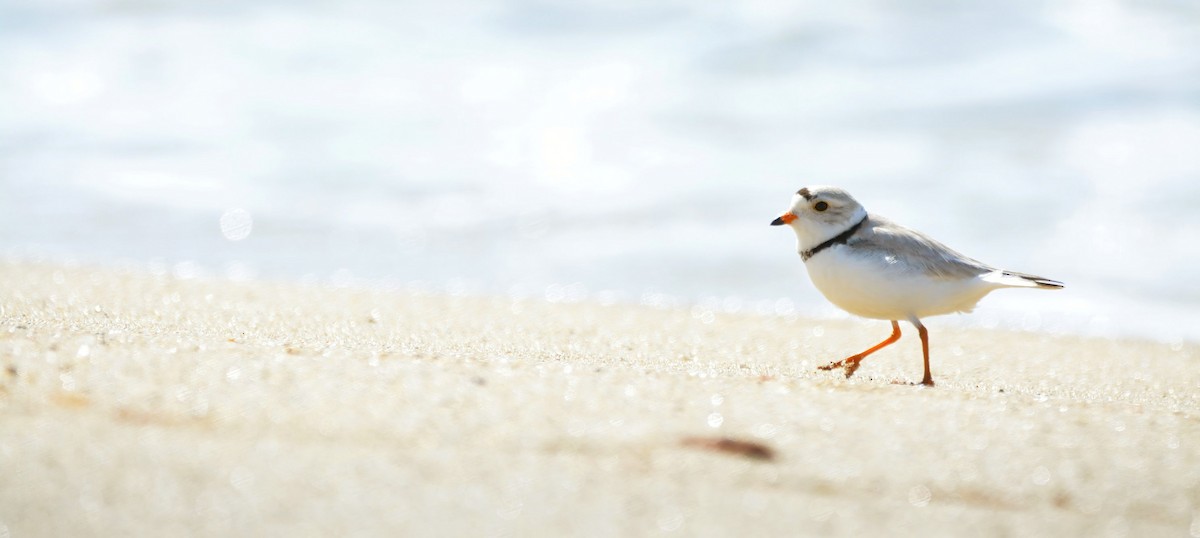 Piping Plover - Janette Vohs