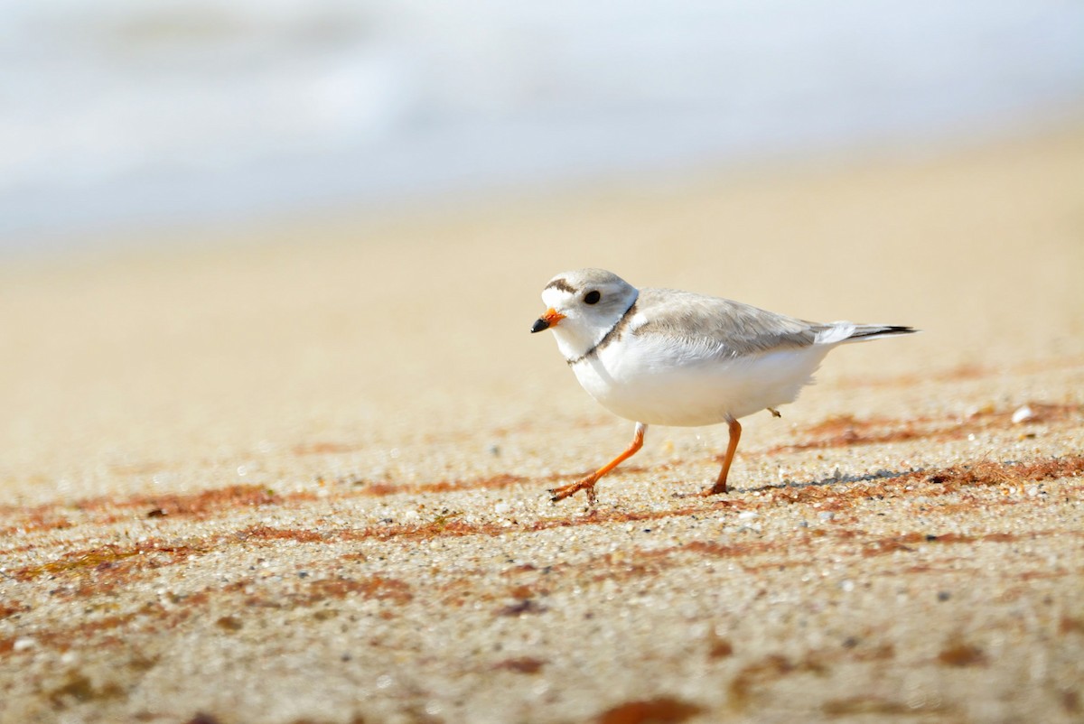 Piping Plover - Janette Vohs