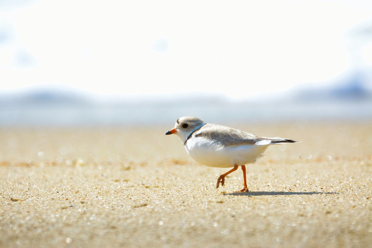 Piping Plover - Janette Vohs