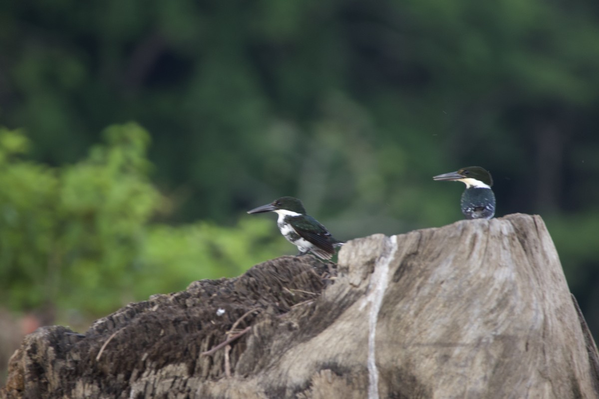 Green Kingfisher - allie bluestein