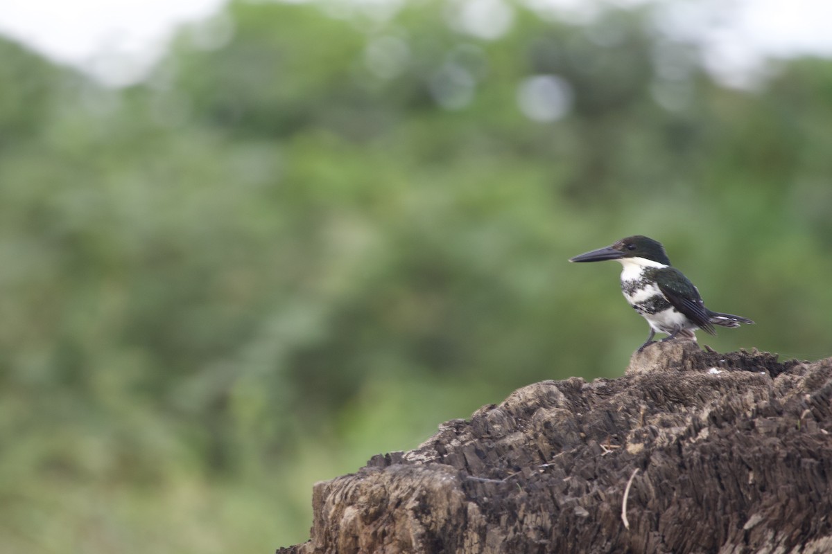 Green Kingfisher - allie bluestein