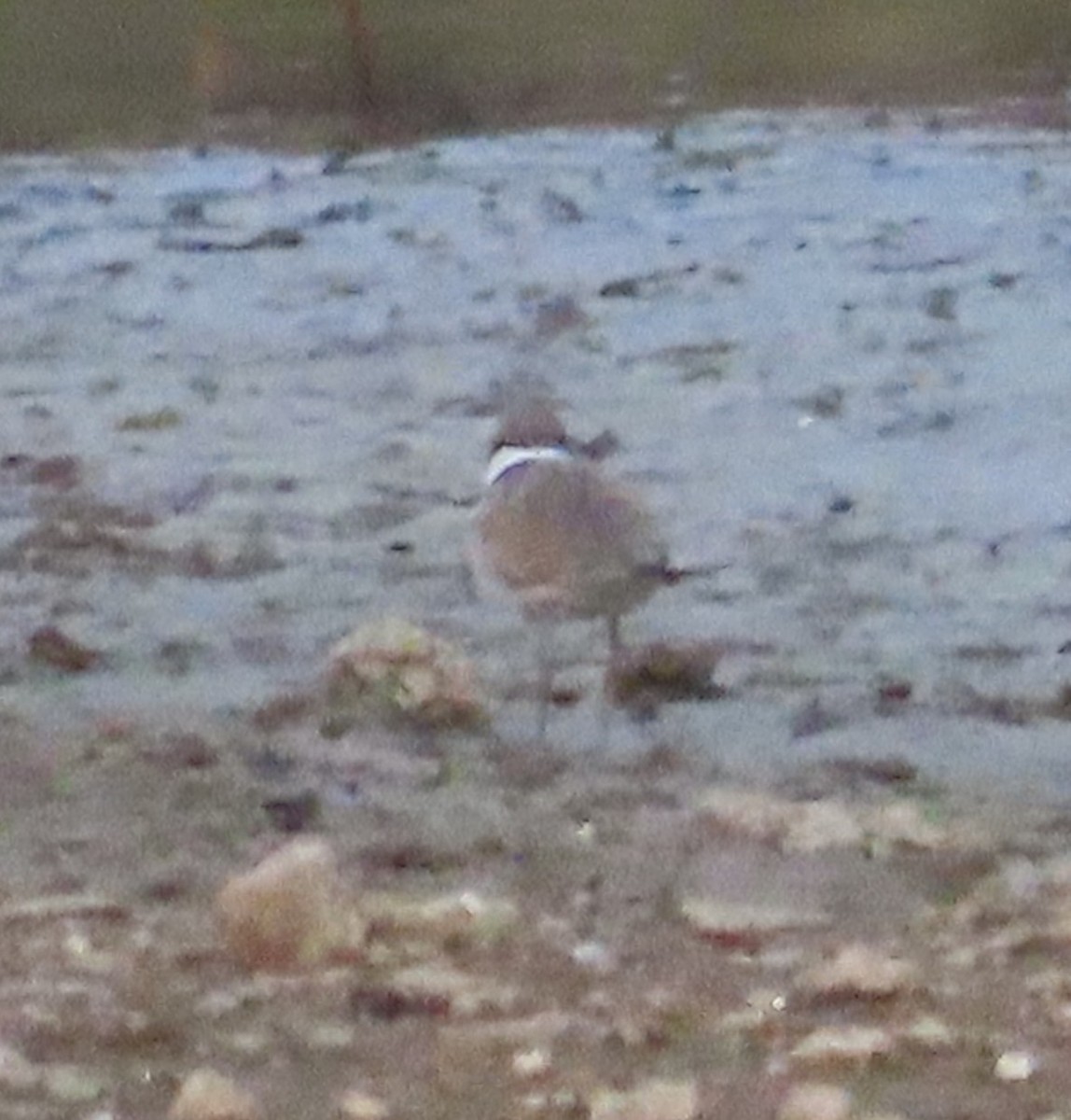 Little Ringed Plover - Gargi Dalawat