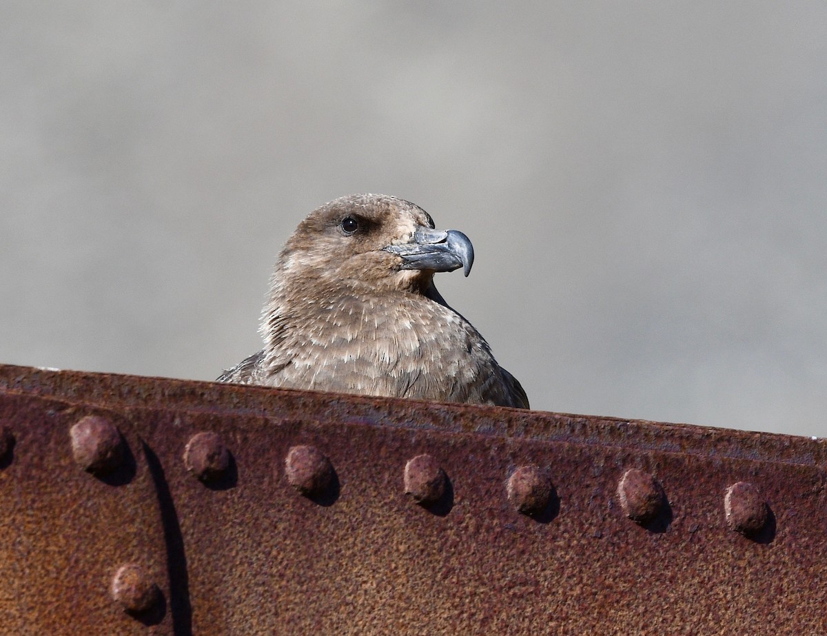 Brown Skua - Win Ahrens