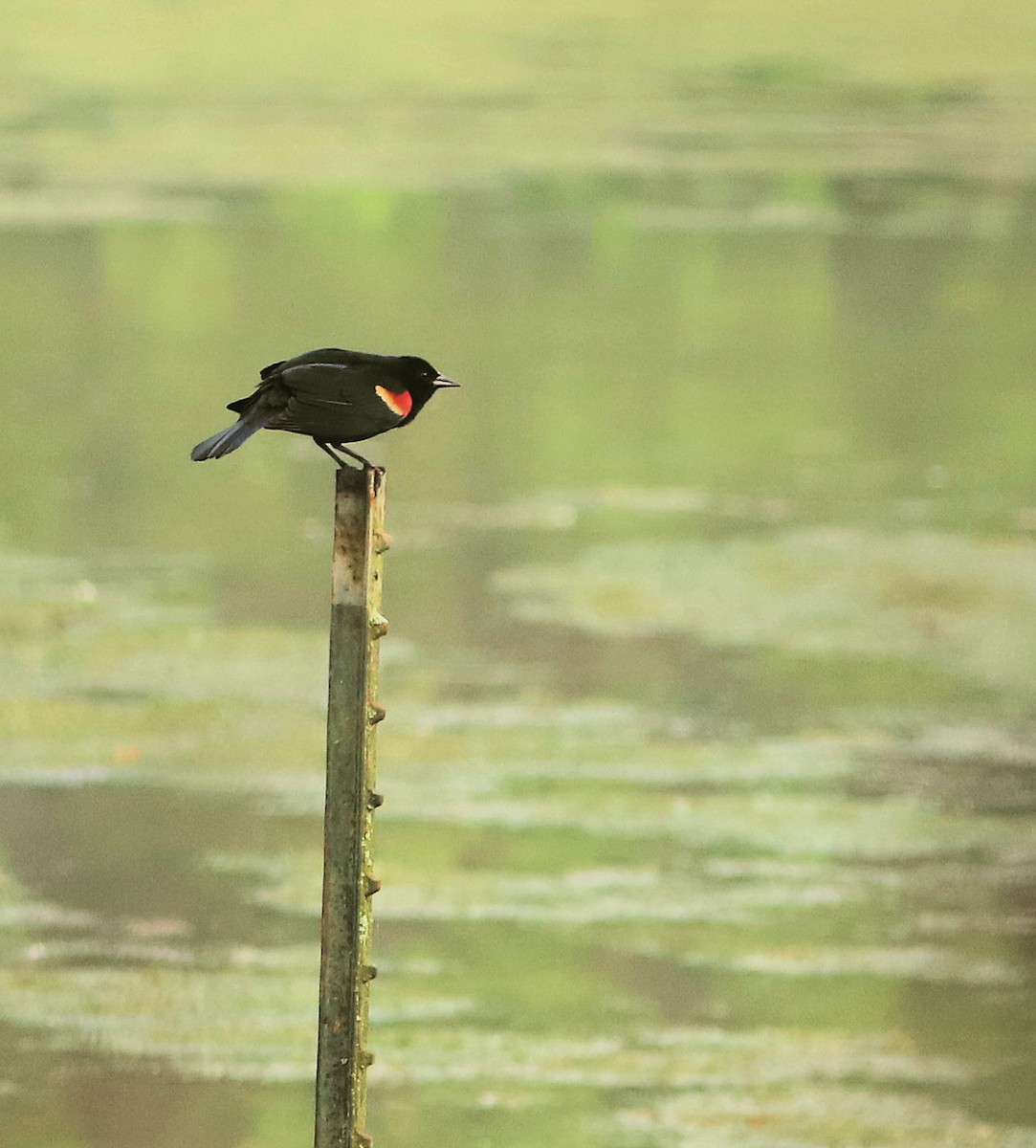 Red-winged Blackbird - DICK GRUBB