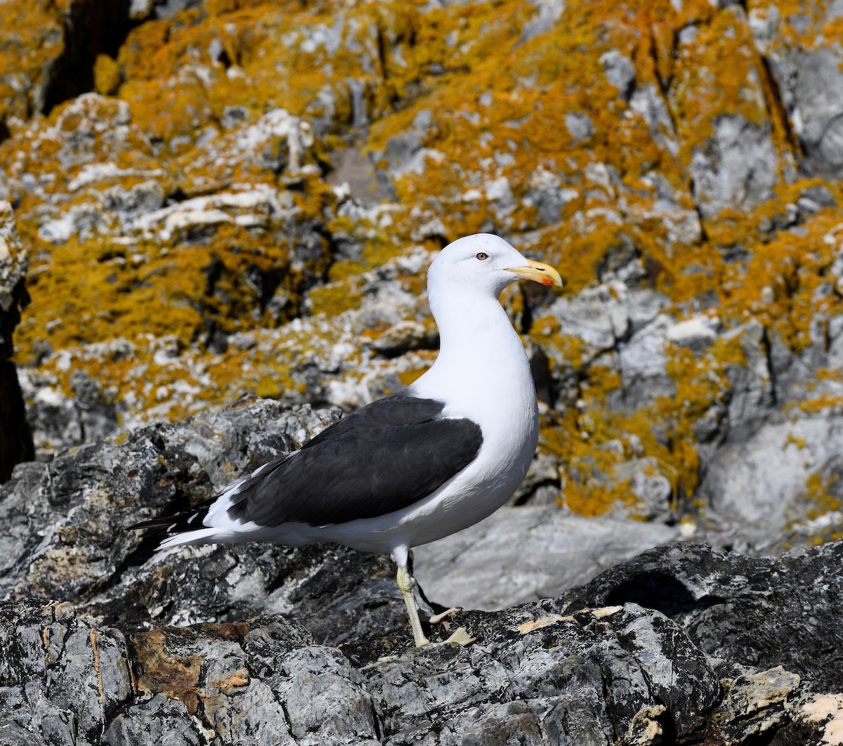 Kelp Gull - Win Ahrens