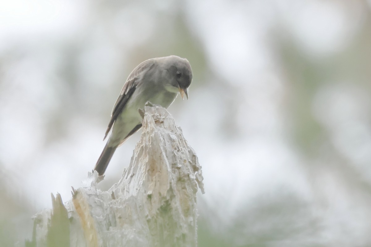 Western Wood-Pewee - James Cummins