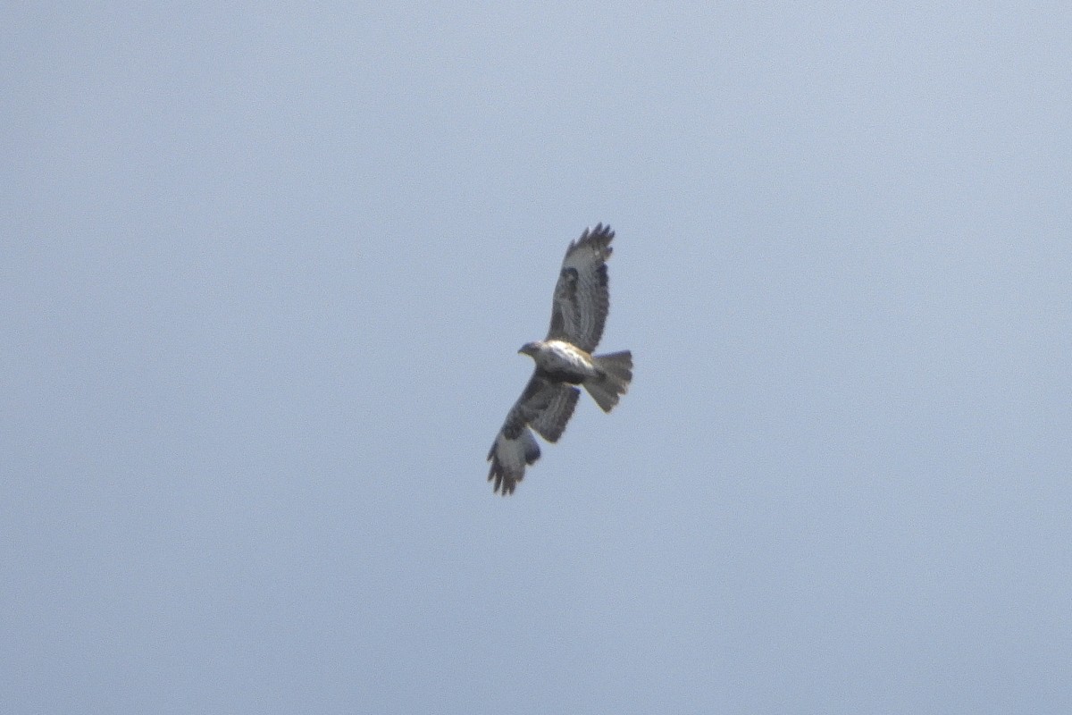 Mäusebussard - ML619570636