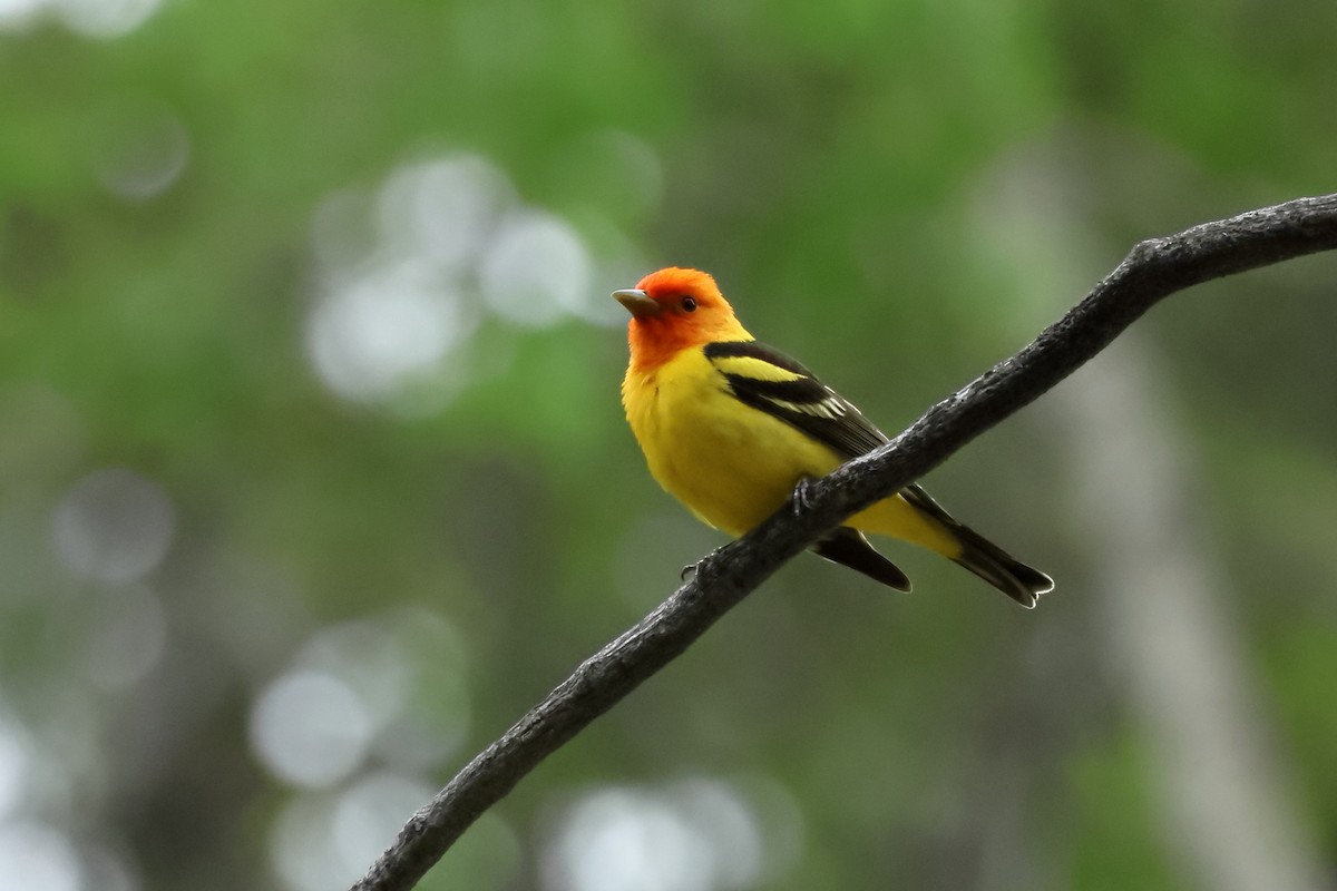 Western Tanager - James Cummins