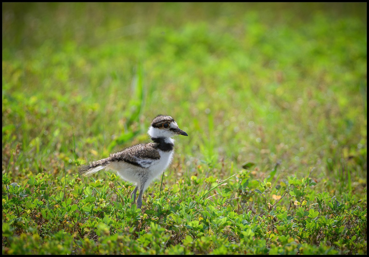 Killdeer - ML619570642