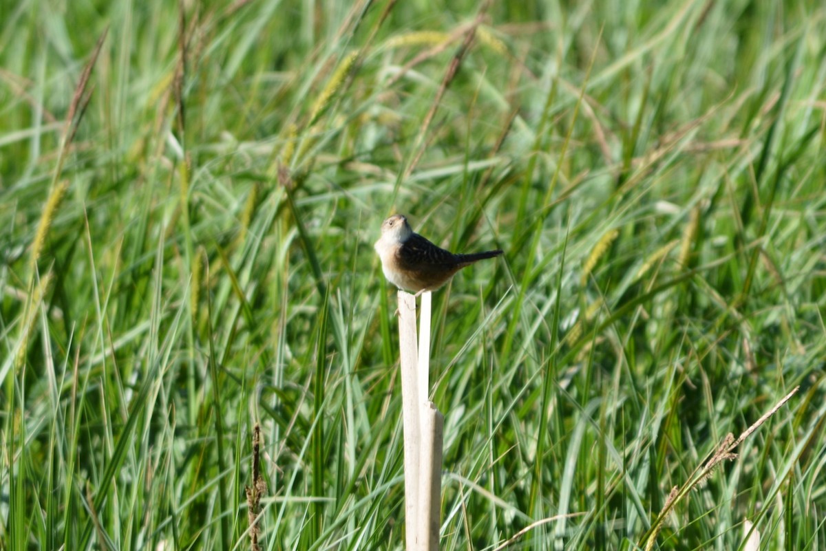 Sedge Wren - Adam Capparelli