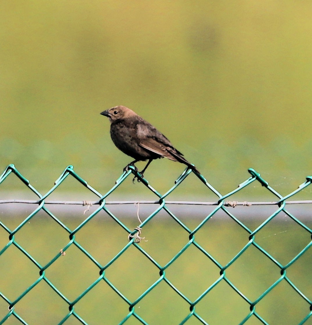 Brown-headed Cowbird - DICK GRUBB