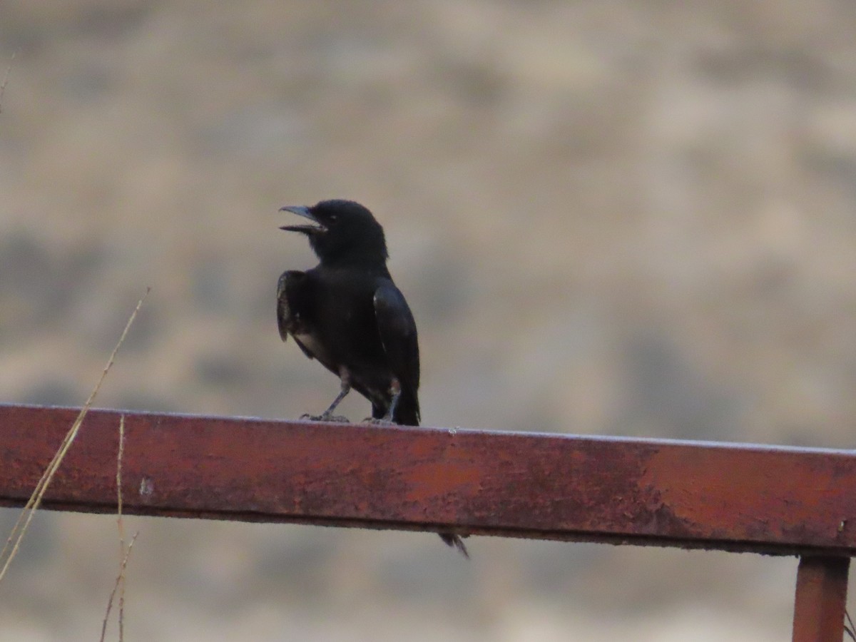 Black Drongo - Gargi Dalawat