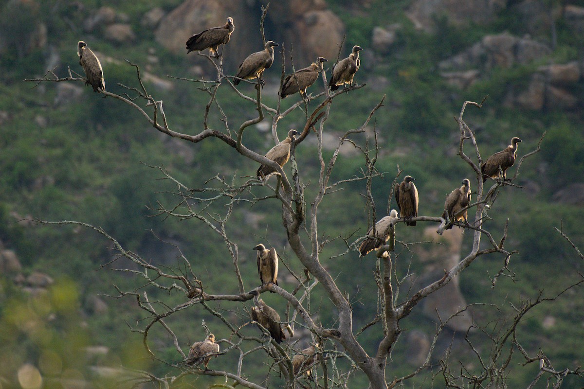 White-backed Vulture - Nico Visser