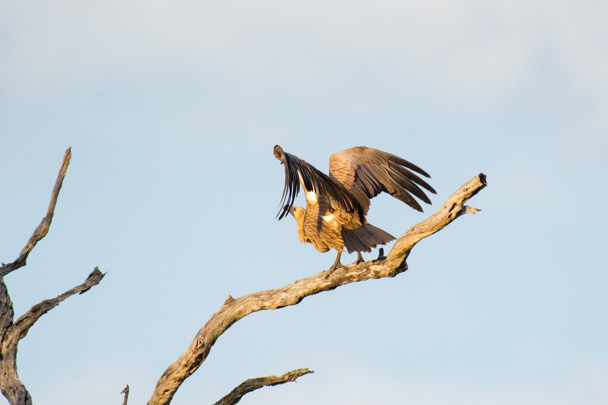 White-backed Vulture - Nico Visser