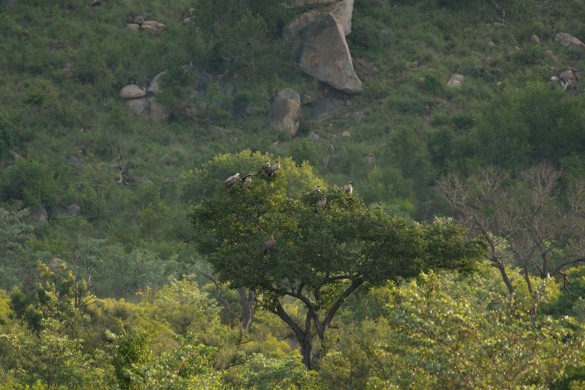 White-backed Vulture - ML619570655