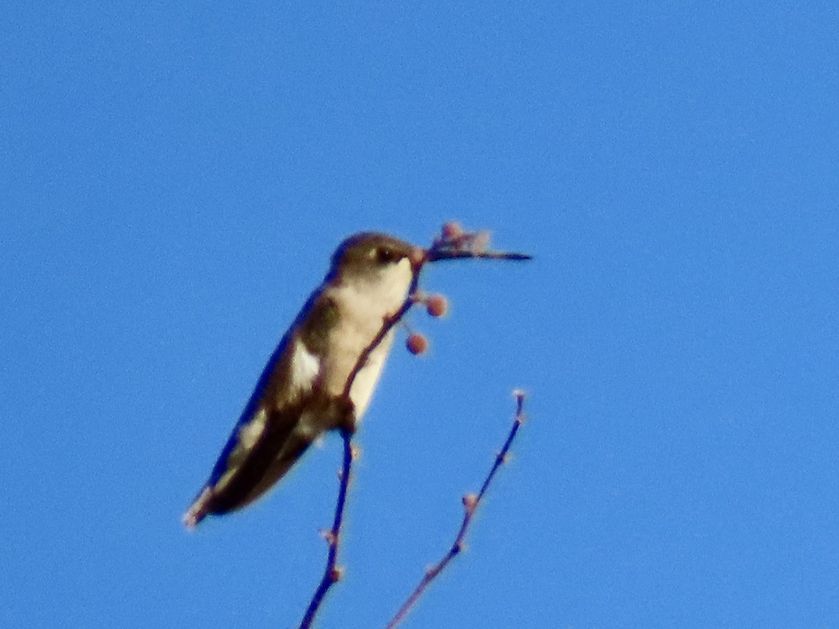 Anna's Hummingbird - Babs Buck