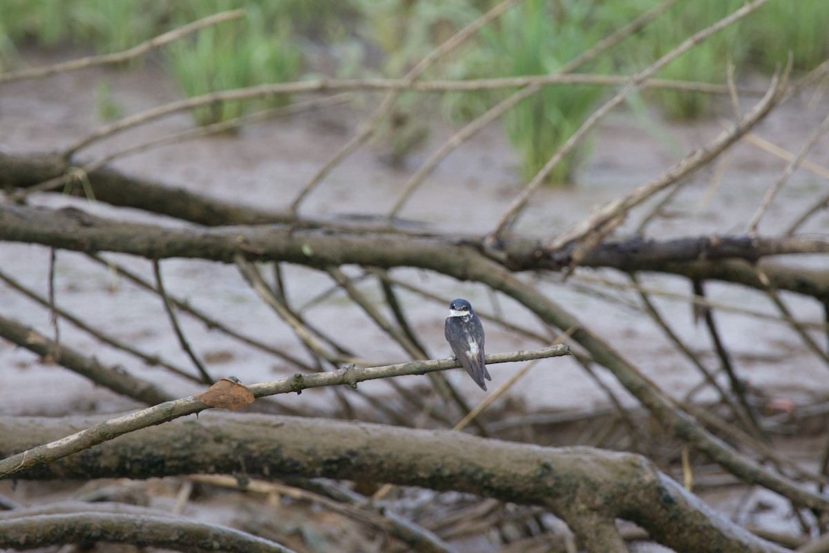 Mangrove Swallow - allie bluestein