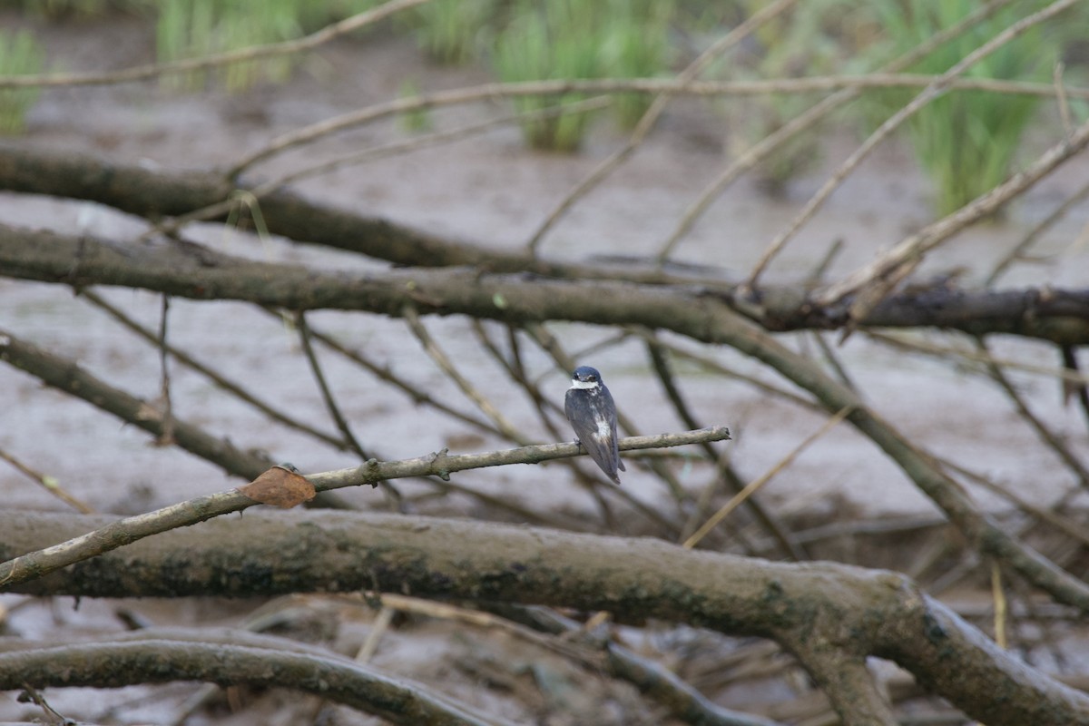 Mangrove Swallow - allie bluestein