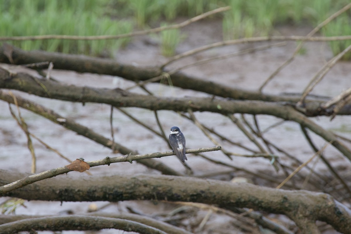 Mangrove Swallow - allie bluestein