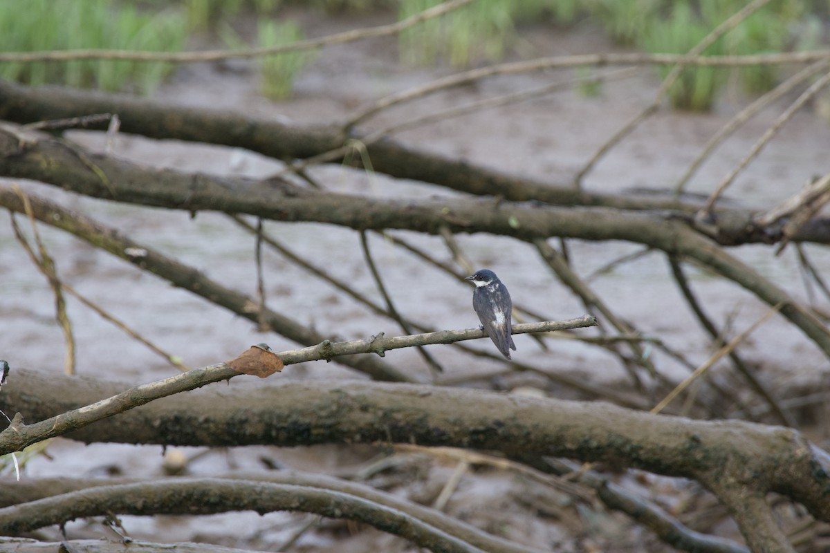 Mangrove Swallow - allie bluestein