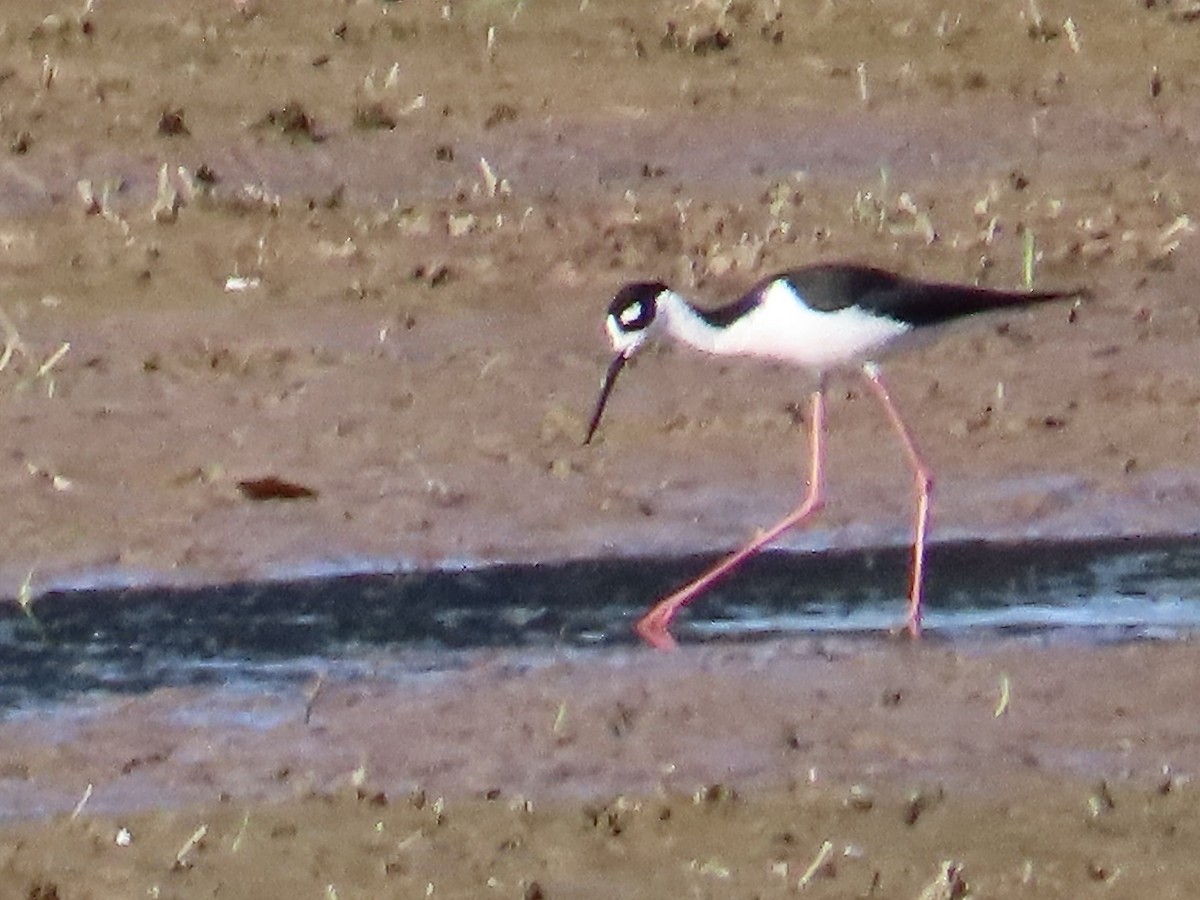 Black-necked Stilt - Babs Buck