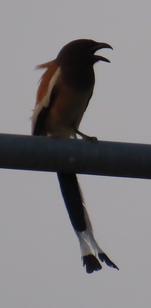 Rufous Treepie - ML619570669