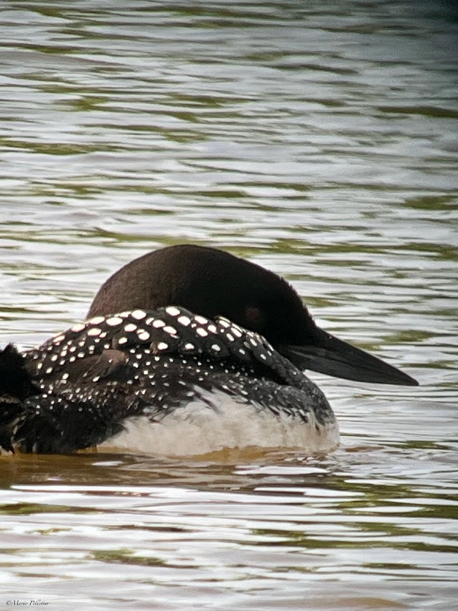 Common Loon - Mario Pelletier