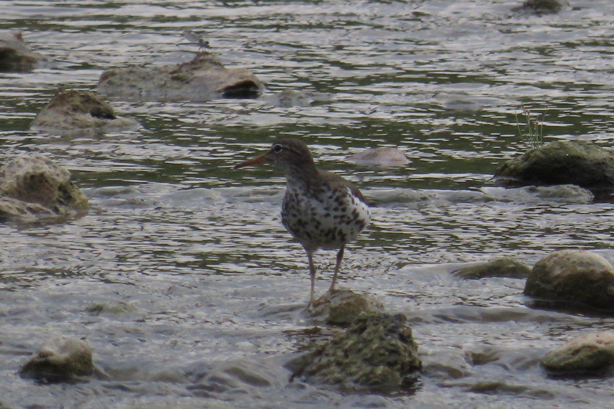 Spotted Sandpiper - Lucy Flanagan