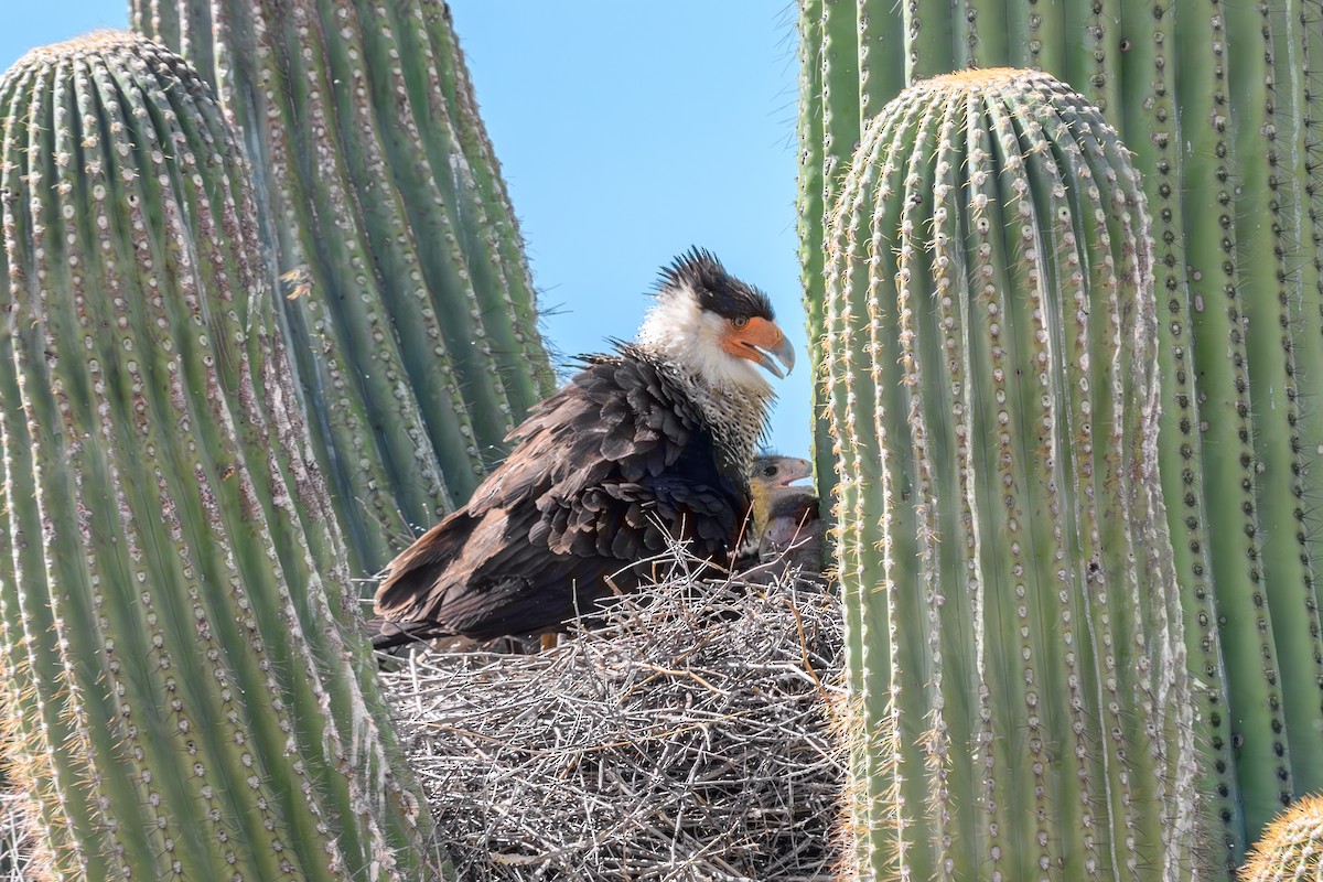 Crested Caracara - Joe Ventimiglia