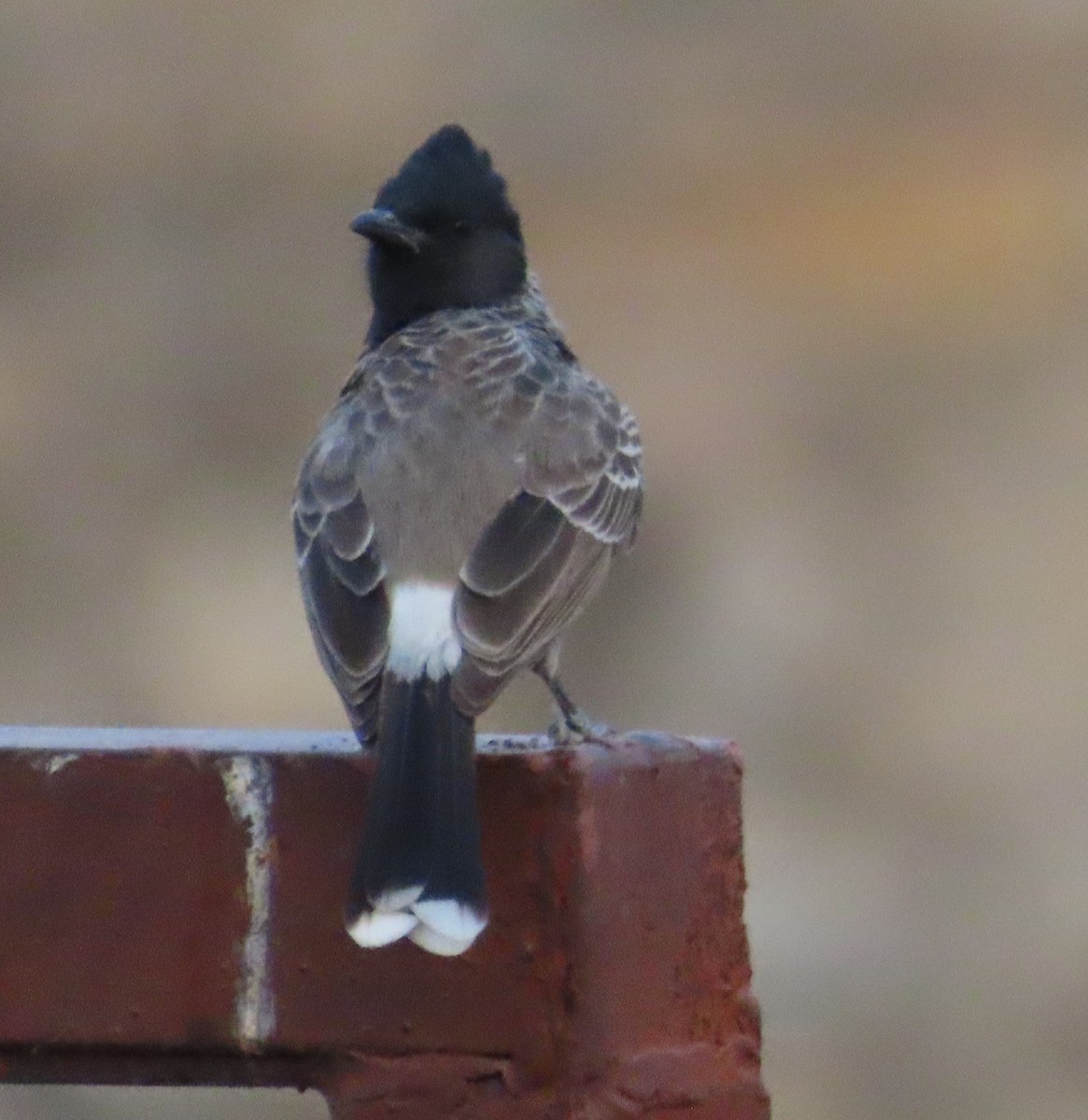 Red-vented Bulbul - Gargi Dalawat