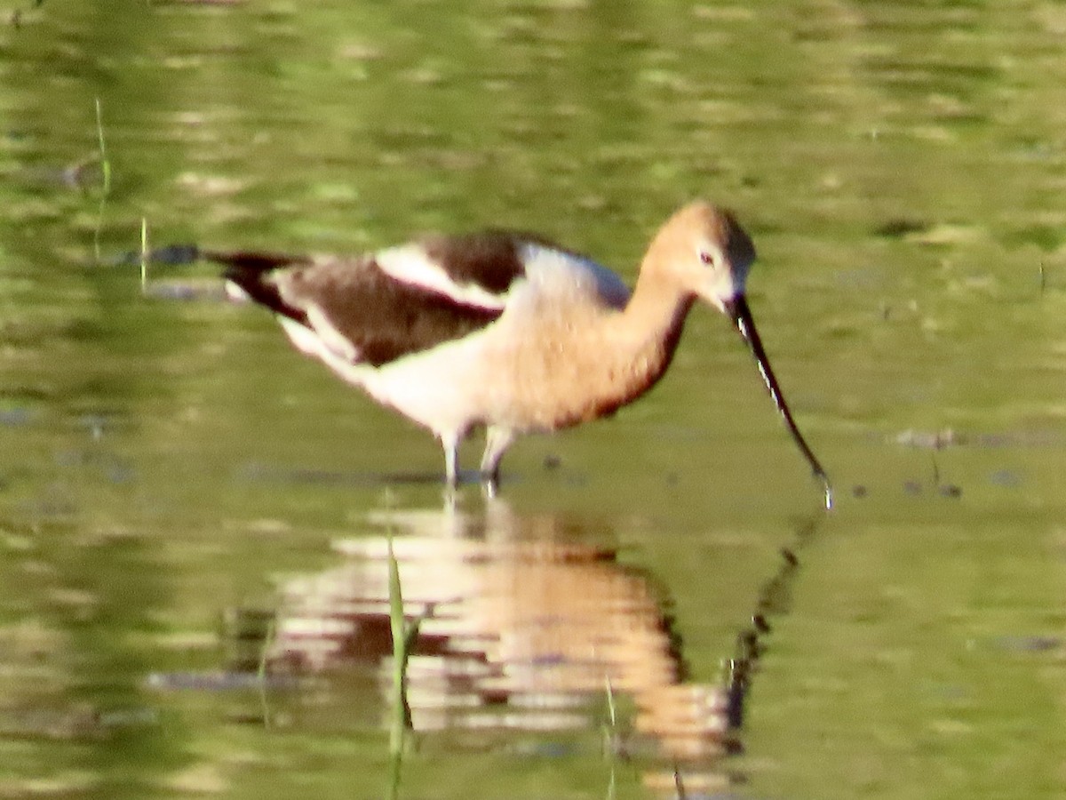 American Avocet - Babs Buck