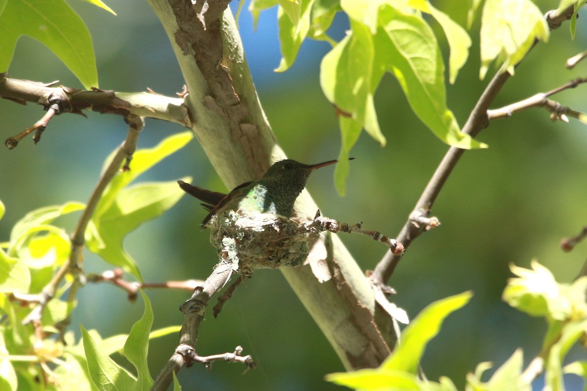 Berylline Hummingbird - Jesse Pline