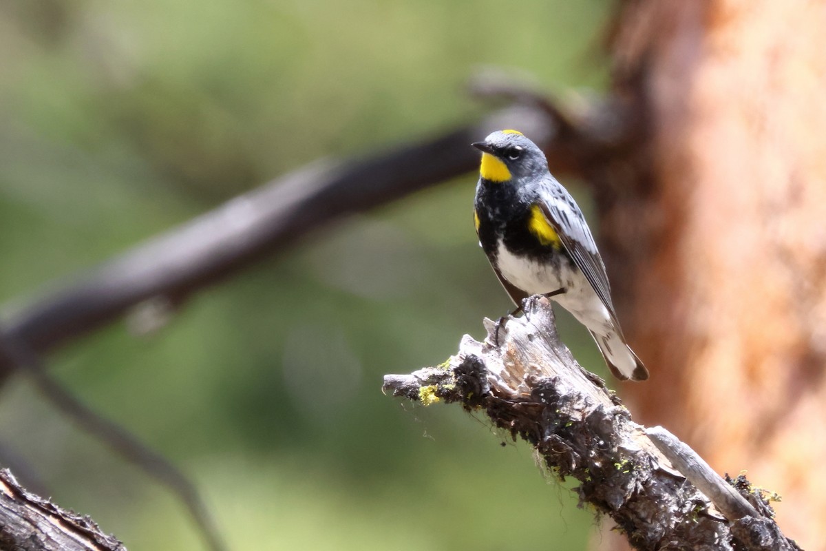 Yellow-rumped Warbler (Audubon's) - James Cummins