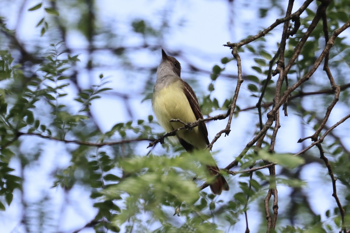 Great Crested Flycatcher - ML619570686