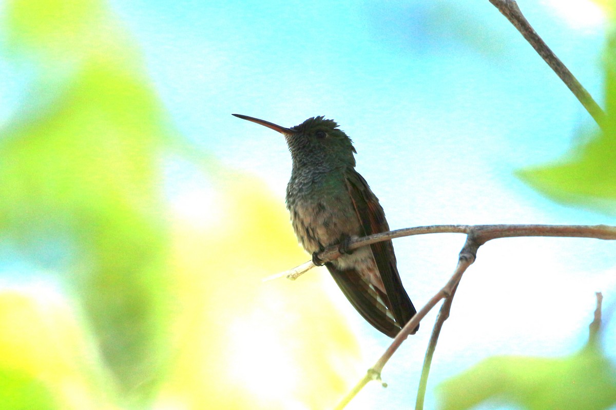 Berylline Hummingbird - Jesse Pline