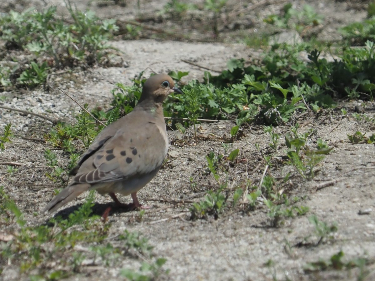 Mourning Dove - Bill Bunn