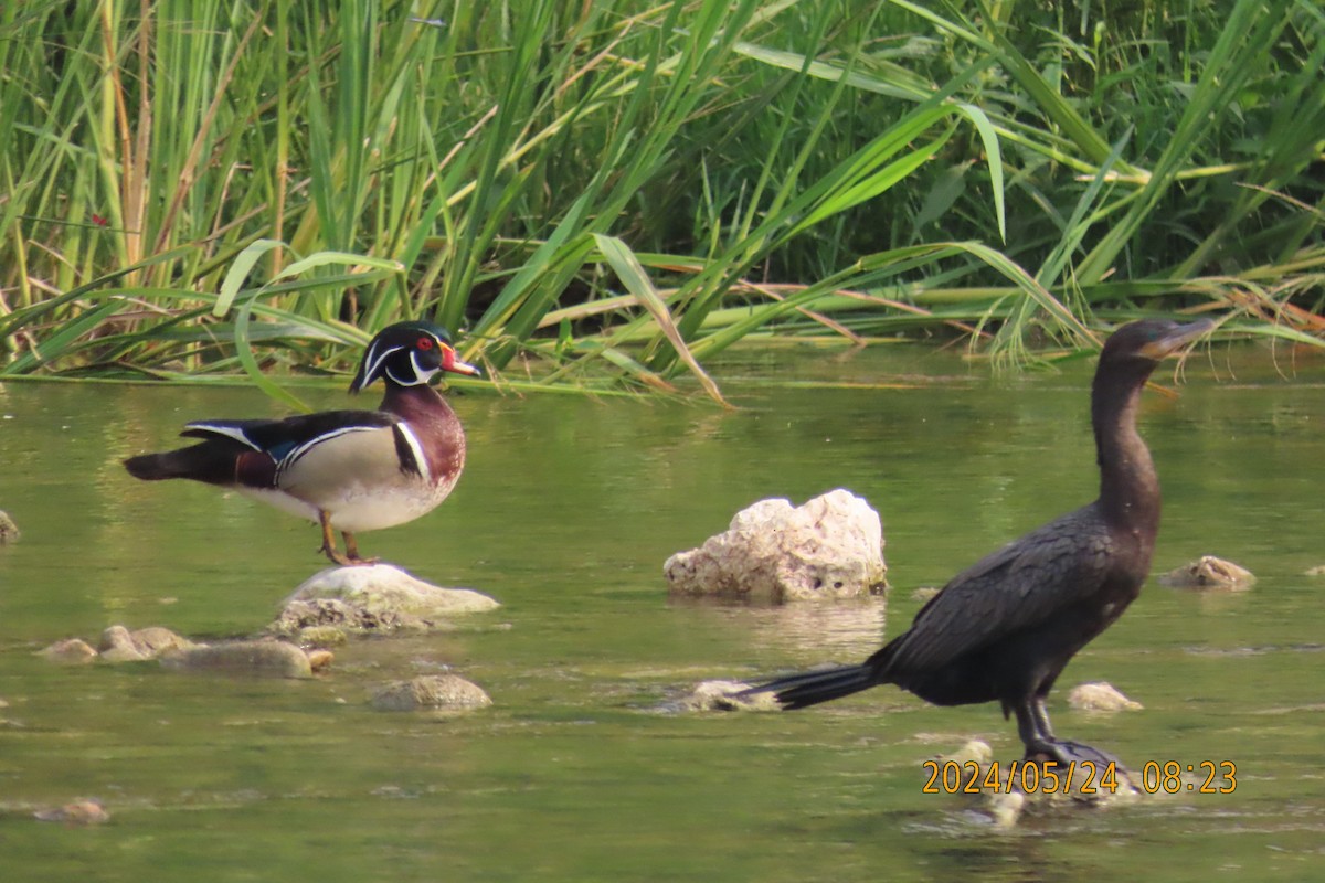 Wood Duck - ML619570698