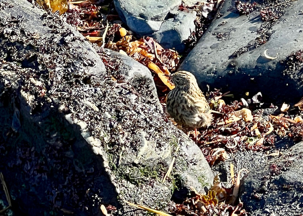 South Georgia Pipit - ML619570700