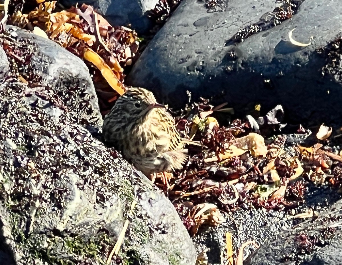 South Georgia Pipit - ML619570706