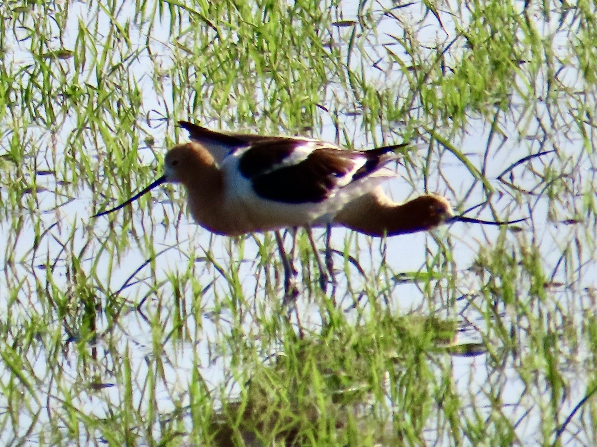 American Avocet - Babs Buck