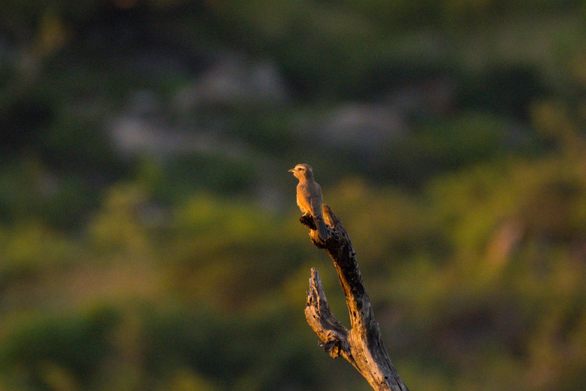 Rufous-crowned Roller - Nico Visser