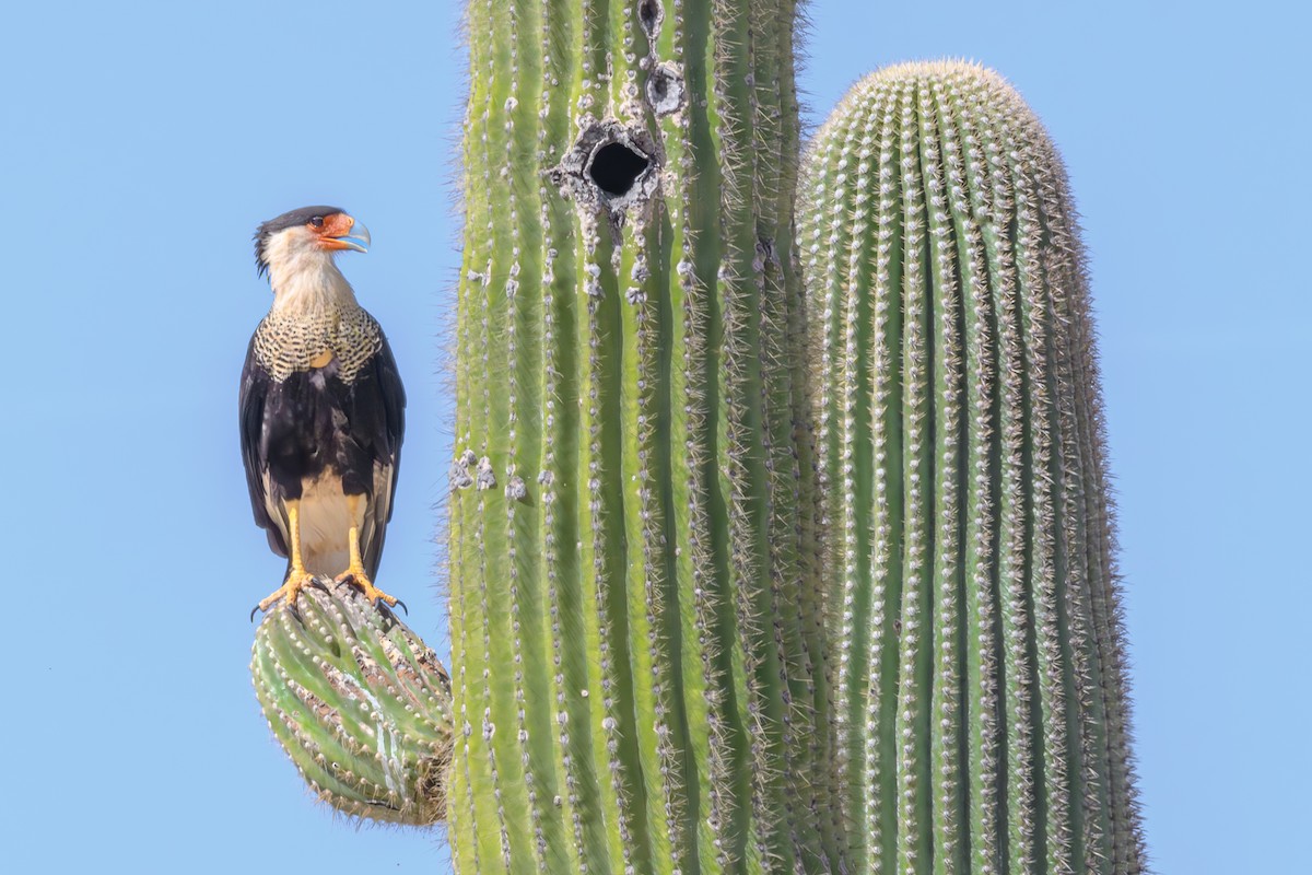 Crested Caracara - Joe Ventimiglia