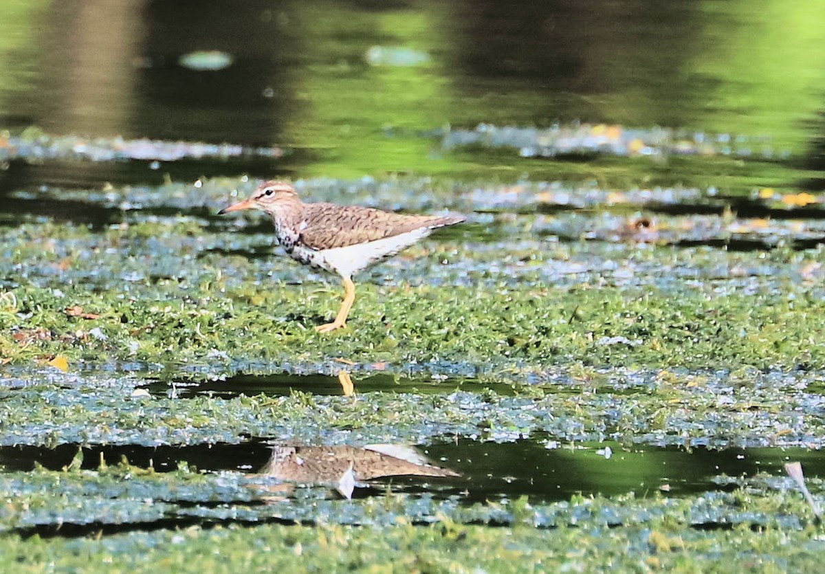 Spotted Sandpiper - DICK GRUBB