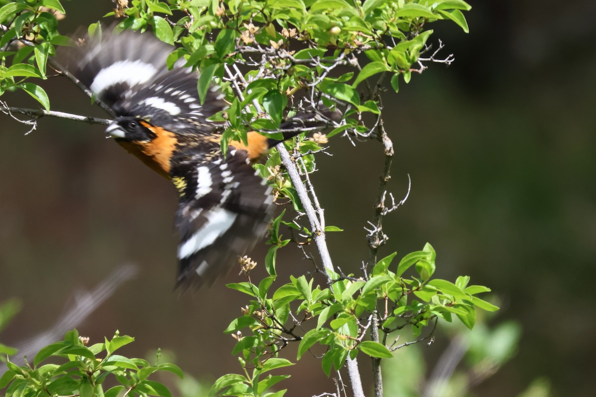 Black-headed Grosbeak - James Cummins