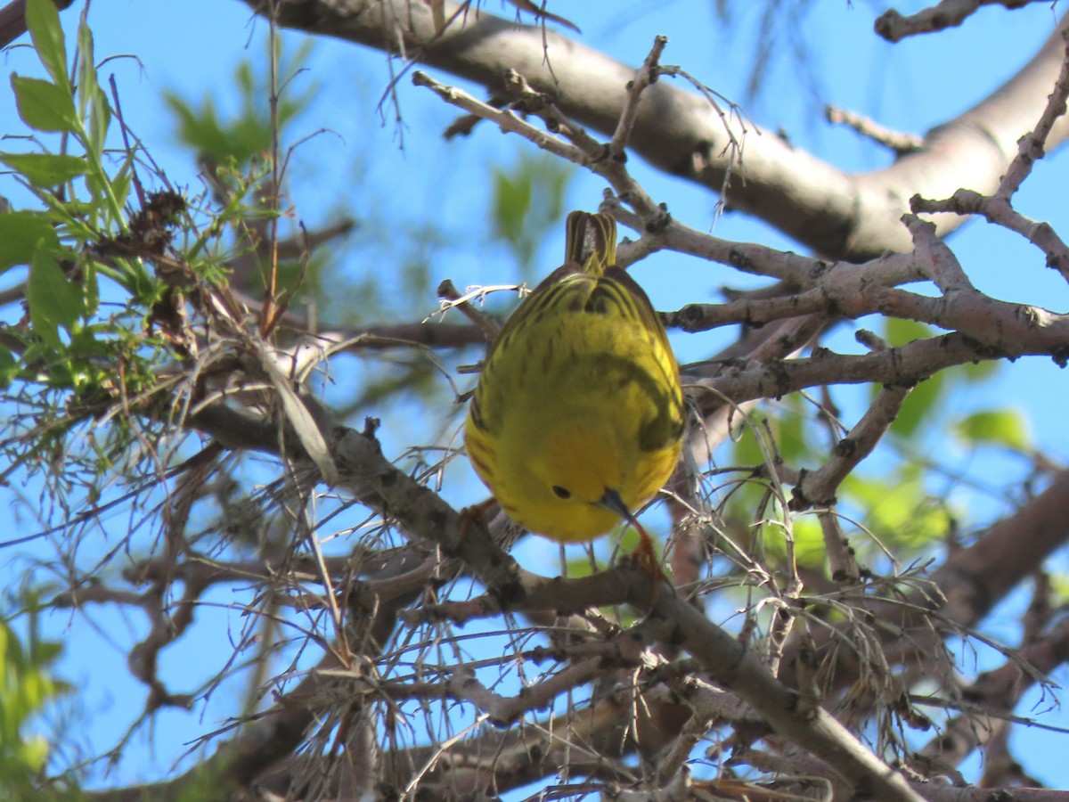 Yellow Warbler - Laurie Koepke