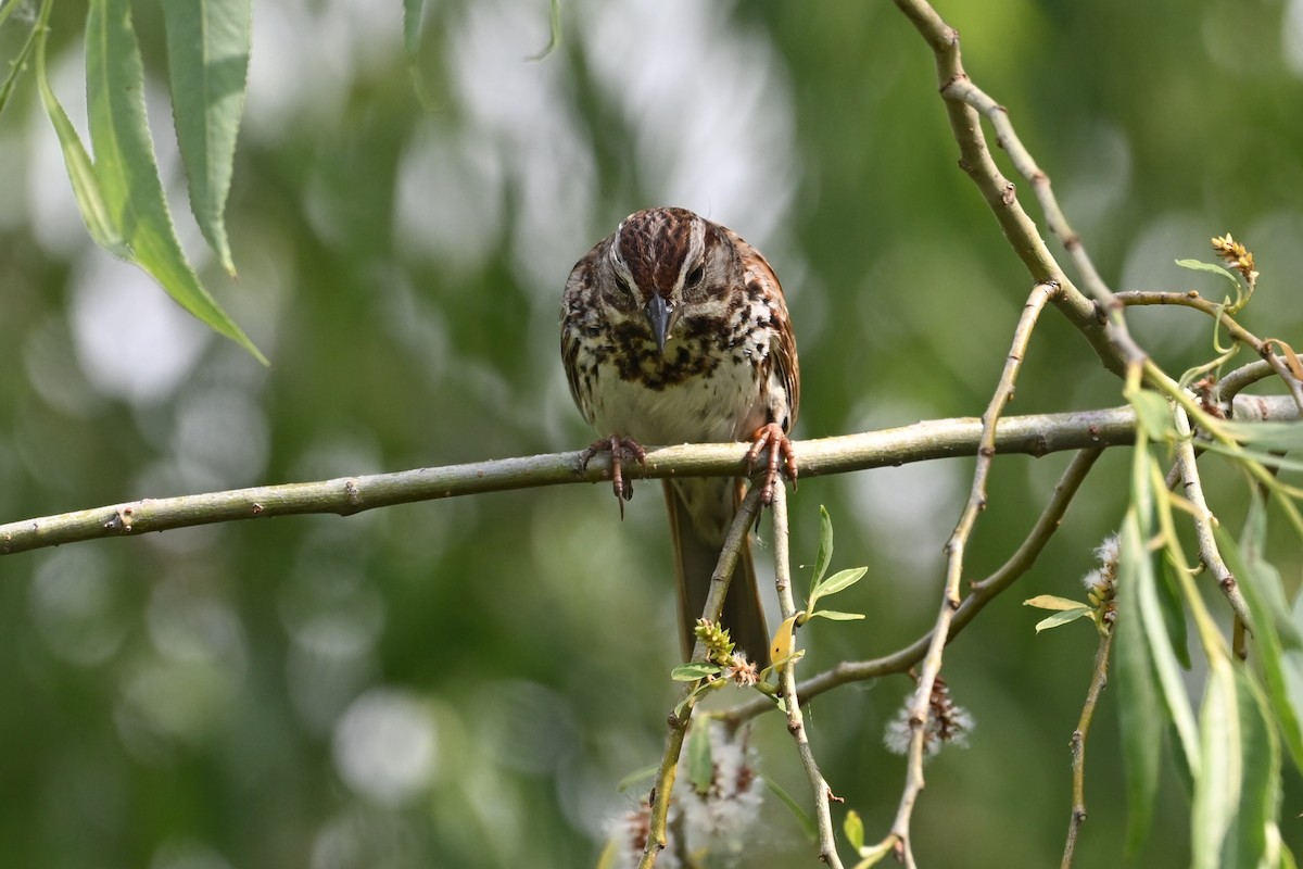 Song Sparrow - Fred Zimmerman