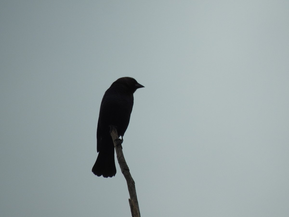 Brown-headed Cowbird - Ron Marek