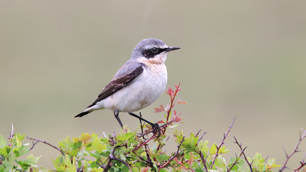 Northern Wheatear - SONER SABIRLI