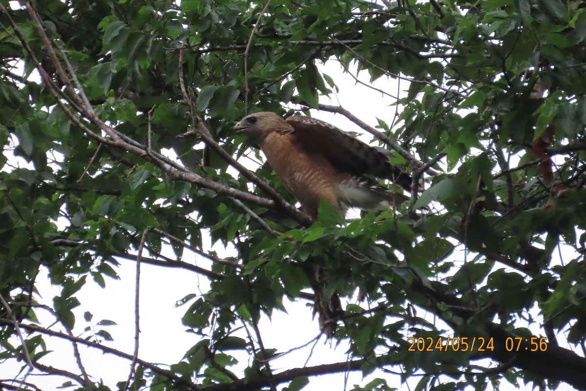 Red-shouldered Hawk - Lucy Flanagan