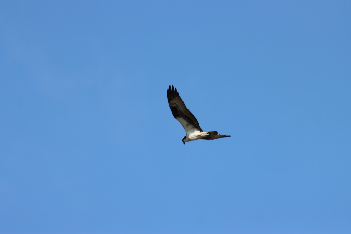 Osprey - Lisa Benjamin